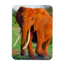 Recherche de animal africain magnets Éléphant