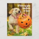 Recherche de humour citrouille invitations Animaux de compagnie