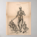 Search for human skeletons art Anatomy