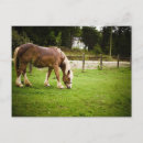 Recherche de cheval de trait belge cartes postales Chevaux