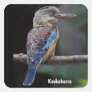 Search for kookaburras stickers Laughing