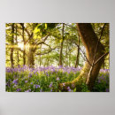 Recherche de jacinthe des bois posters Nature