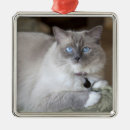 Search for ragdoll cat ornaments Animal
