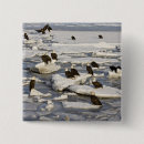 Search for bald eagle buttons Alaska