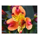 Search for in full bloom art Botanical