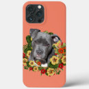 Search for pitbull cases Terrier