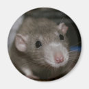 Recherche de oreilles magnets Animal