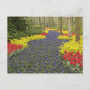 Recherche de muscari cartes postales Motif