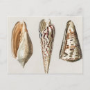 Search for mollusks postcards Illustration