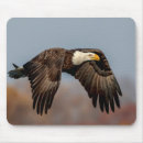 Search for the eagle mousepads Predator