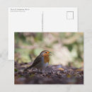 Search for european robin postcards Bird
