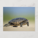 Recherche de amphibiens cartes postales Tortue
