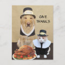Recherche de humour de dinde de thanksgiving vœux cartes Chat