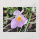 Recherche de crocus cartes postales Nature