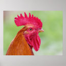 Search for rooster posters Birds
