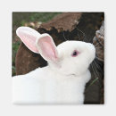 Search for rabbit magnets Pet