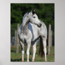 Search for dapple grey posters Bob langrish