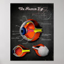 Recherche de oeil humain posters Anatomie