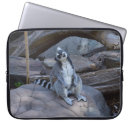 Search for ring tailed electronics Cute