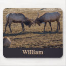 Search for bull elk electronics Antlers
