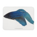 Search for colourful fish magnets Sea life