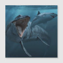 Search for shark photography Underwater