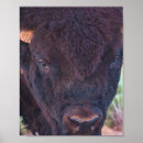 Search for digital bison posters Photography