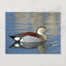 Recherche de canard coloré cartes postales Faune