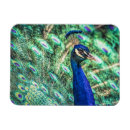 Search for blue peacock magnets Colourful