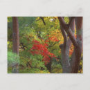 Search for rob postcards Kyoto