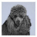 Recherche de caniche noir posters Miniature