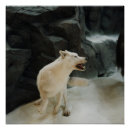 Recherche de loups blancs posters Faune