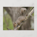 Recherche de squirrel cartes postales Rongeur
