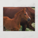 Recherche de cheval arabe cartes postales Ferme