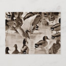Recherche de canard noir cartes postales Photographie