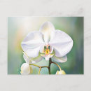 Search for white orchid postcards Nature