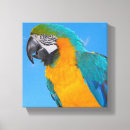 Recherche de perroquets bleus toiles Macaw