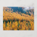 Search for larch postcards Fall