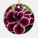 Search for geranium ornaments Purple