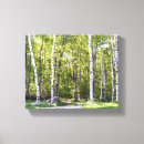 Search for birch tree photography Branch