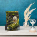 Search for danita delimont plaques Black bear