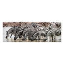 Search for zebra photo posters Nature