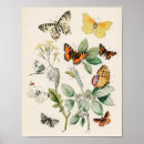 Recherche de schmetterlinge Mariposa