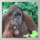 Search for orangutan posters Wildlife