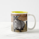 Search for pygmy goats mugs Animal