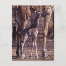 Search for tanzania postcards Animal