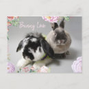 Search for rabbit horizontal postcards Bunnies