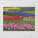 Recherche de muscari cartes postales Motif