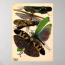 Search for seguy Bugs