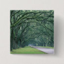 Search for oak buttons Landscape